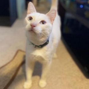 Jeffrey Domestic Short Hair Cat