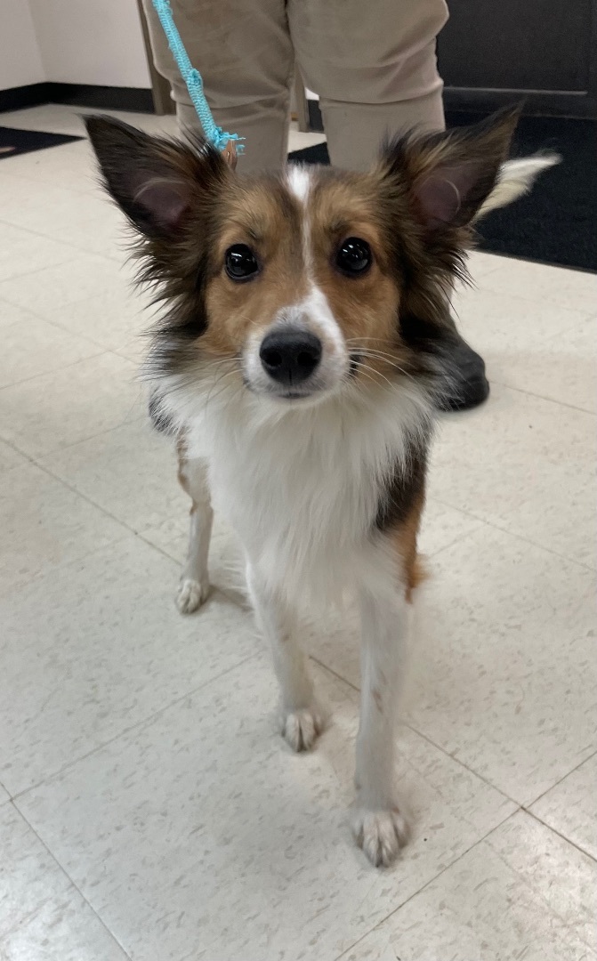 Sheltie best sale papillon mix