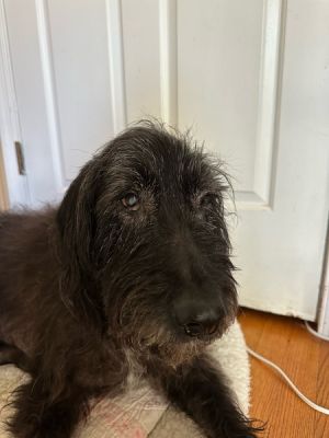 Petfinder irish hot sale wolfhound