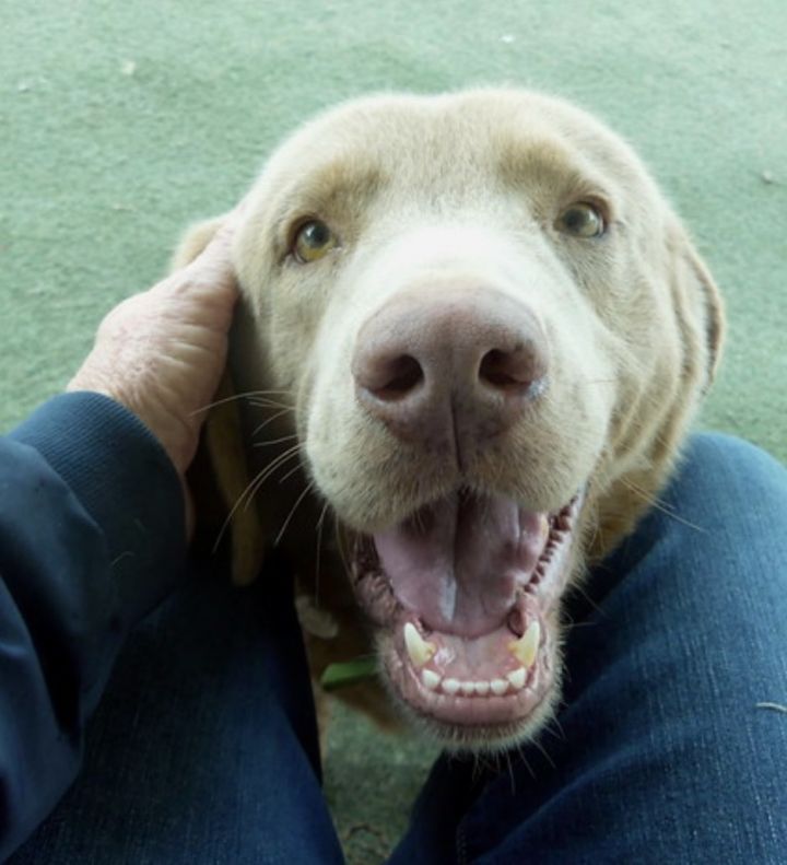 Dog for adoption - FUZZY, a Labrador Retriever in Yorktown, VA | Petfinder