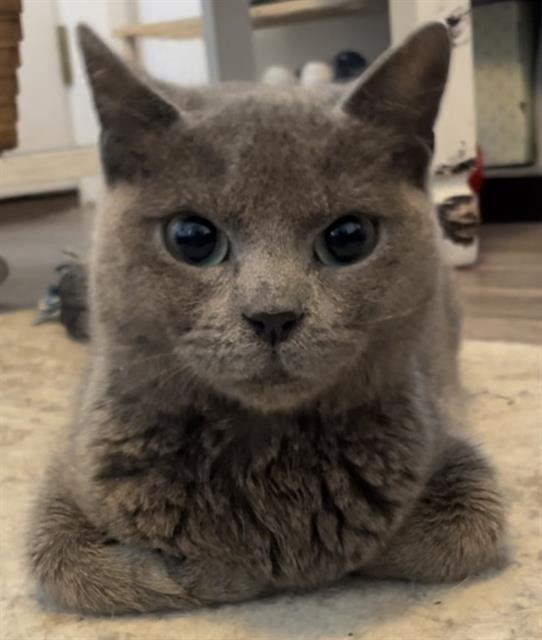 CHICKEN, an adoptable Domestic Short Hair in San Antonio, TX, 78227 | Photo Image 1