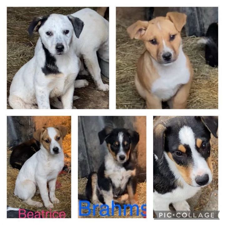 Dog for adoption Beatrice a Hound Mix in Toms River NJ Petfinder