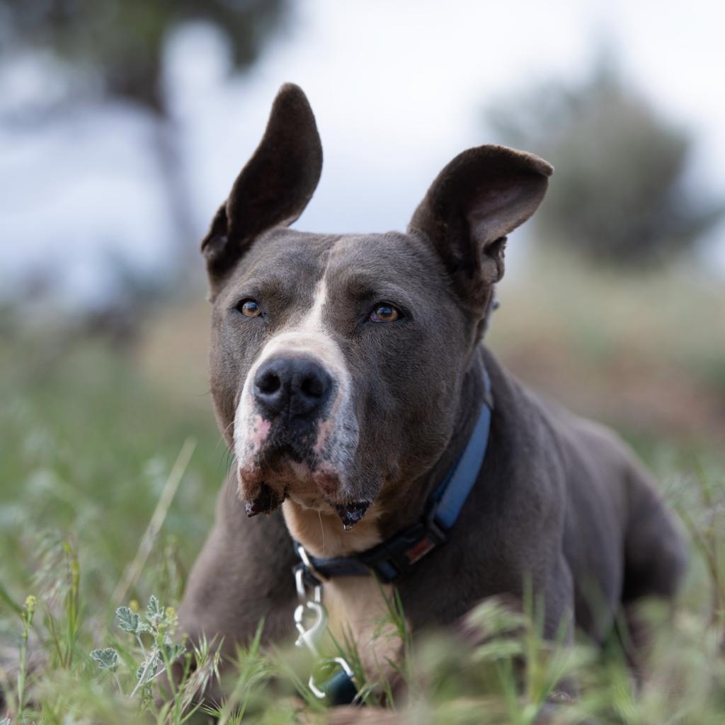 Gibson, an adoptable American Staffordshire Terrier, German Shepherd Dog in Kanab, UT, 84741 | Photo Image 1