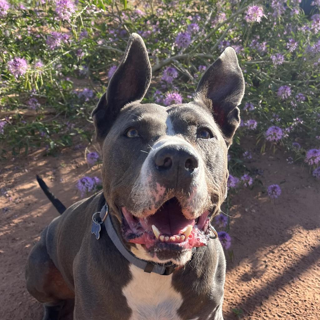 Gibson, an adoptable American Staffordshire Terrier, German Shepherd Dog in Kanab, UT, 84741 | Photo Image 2