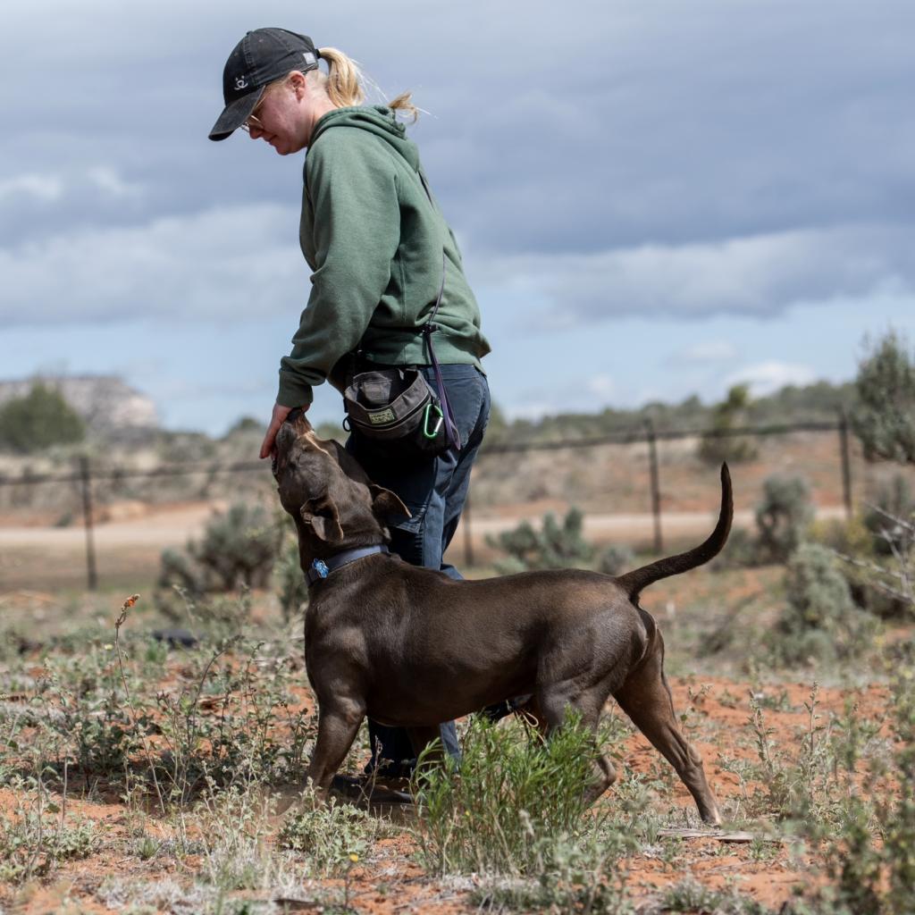 Gibson, an adoptable American Staffordshire Terrier, German Shepherd Dog in Kanab, UT, 84741 | Photo Image 3