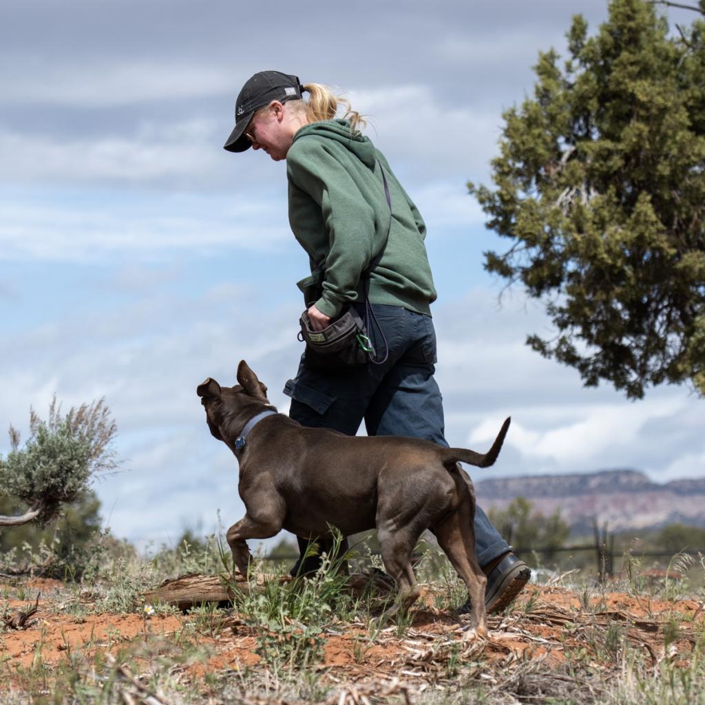 Gibson, an adoptable American Staffordshire Terrier, German Shepherd Dog in Kanab, UT, 84741 | Photo Image 4