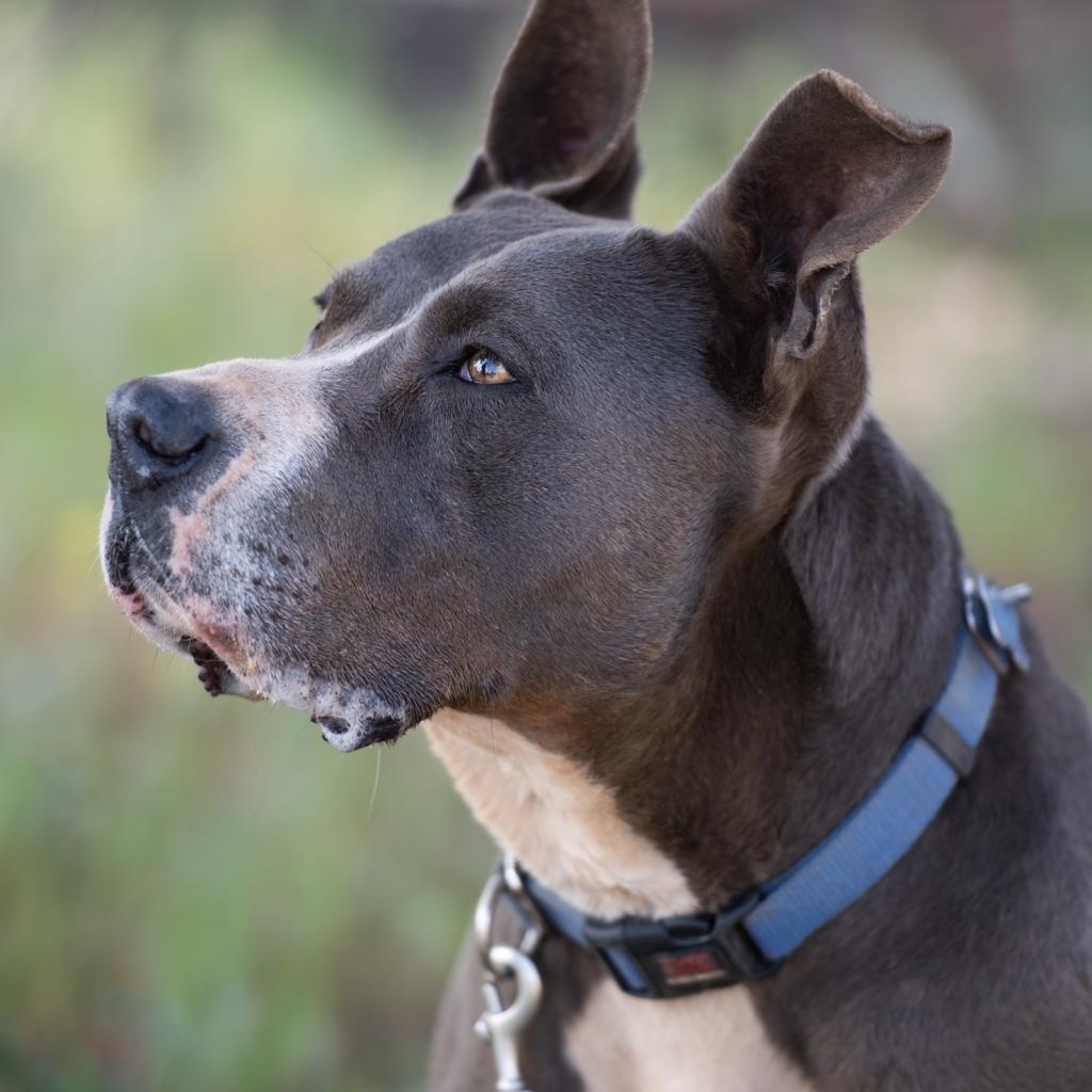 Gibson, an adoptable American Staffordshire Terrier, German Shepherd Dog in Kanab, UT, 84741 | Photo Image 5