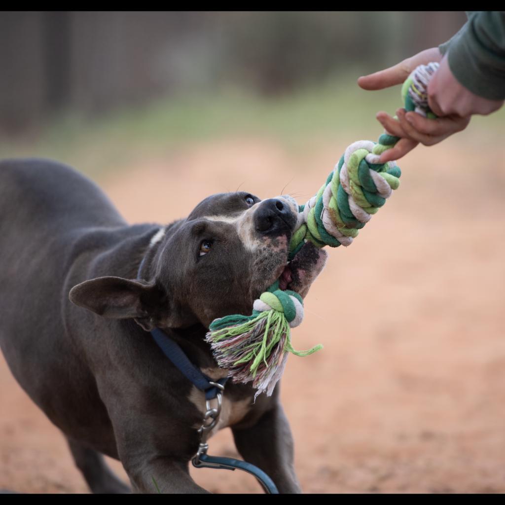 Gibson, an adoptable American Staffordshire Terrier, German Shepherd Dog in Kanab, UT, 84741 | Photo Image 6