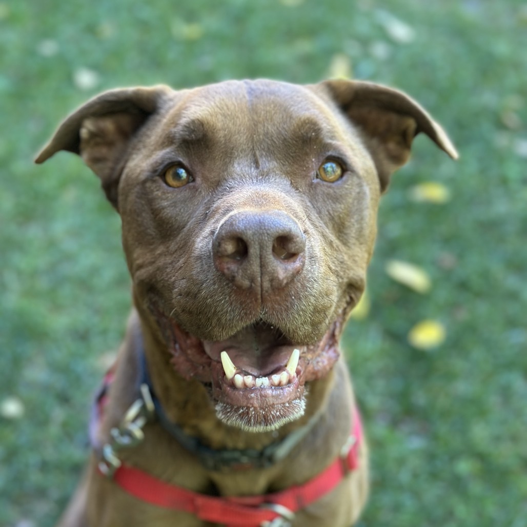 Scooby, an adoptable Chocolate Labrador Retriever in Kanab, UT, 84741 | Photo Image 1