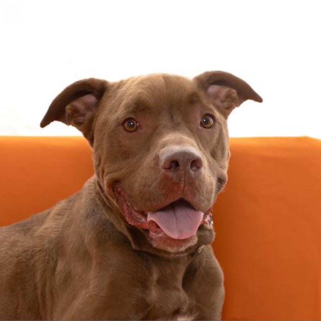 Scooby, an adoptable Chocolate Labrador Retriever in Kanab, UT, 84741 | Photo Image 2