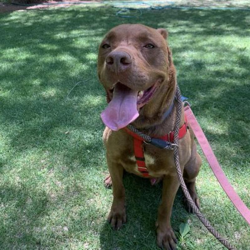 Scooby, an adoptable Chocolate Labrador Retriever in Kanab, UT, 84741 | Photo Image 3