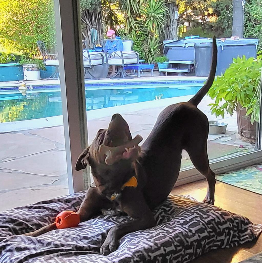 Scooby, an adoptable Chocolate Labrador Retriever in Kanab, UT, 84741 | Photo Image 5