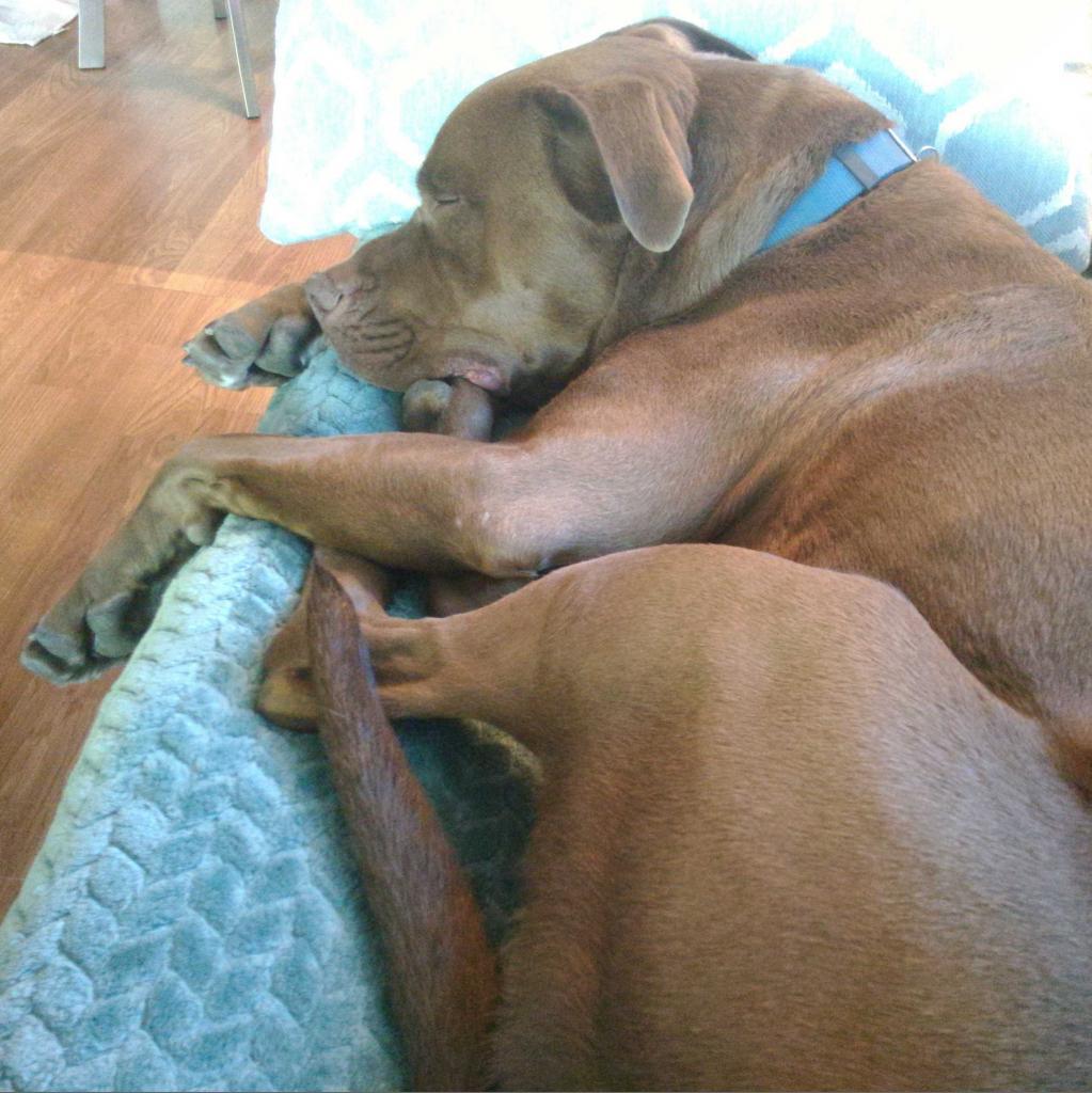 Scooby, an adoptable Chocolate Labrador Retriever in Kanab, UT, 84741 | Photo Image 6