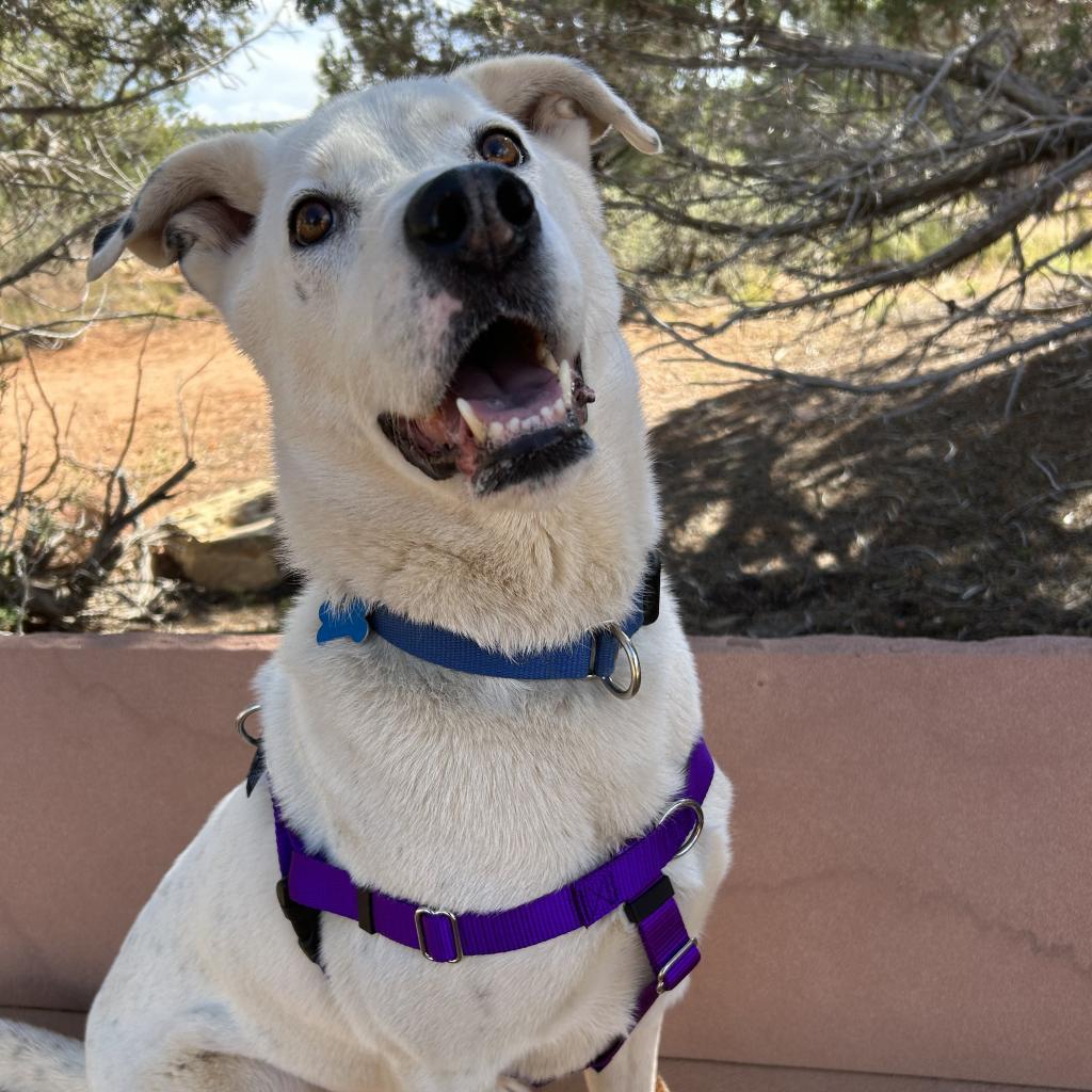 Sinkai, an adoptable Cattle Dog, Great Pyrenees in Kanab, UT, 84741 | Photo Image 1