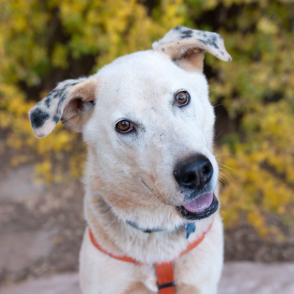 Sinkai, an adoptable Cattle Dog, Great Pyrenees in Kanab, UT, 84741 | Photo Image 1