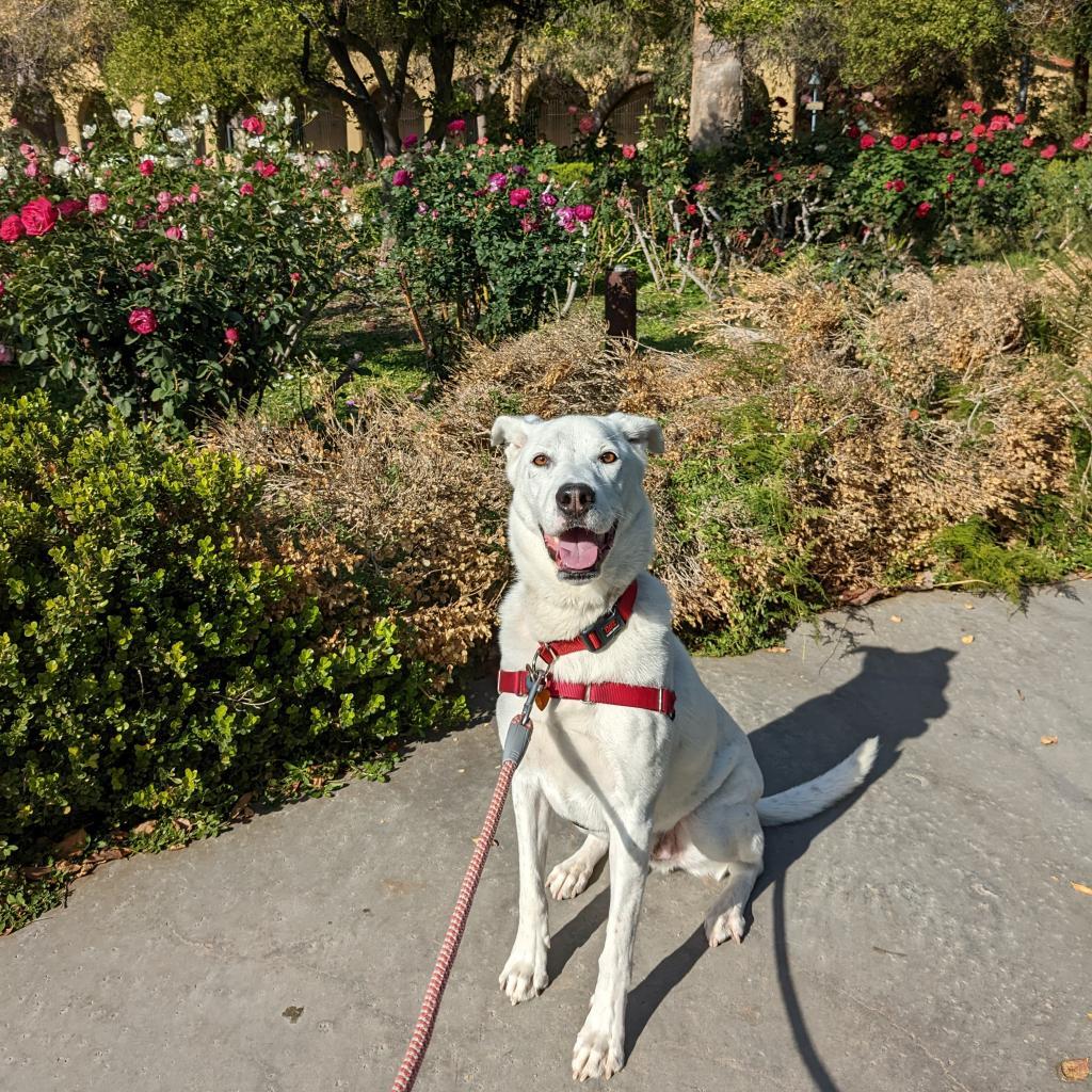 Sinkai, an adoptable Cattle Dog, Great Pyrenees in Kanab, UT, 84741 | Photo Image 2