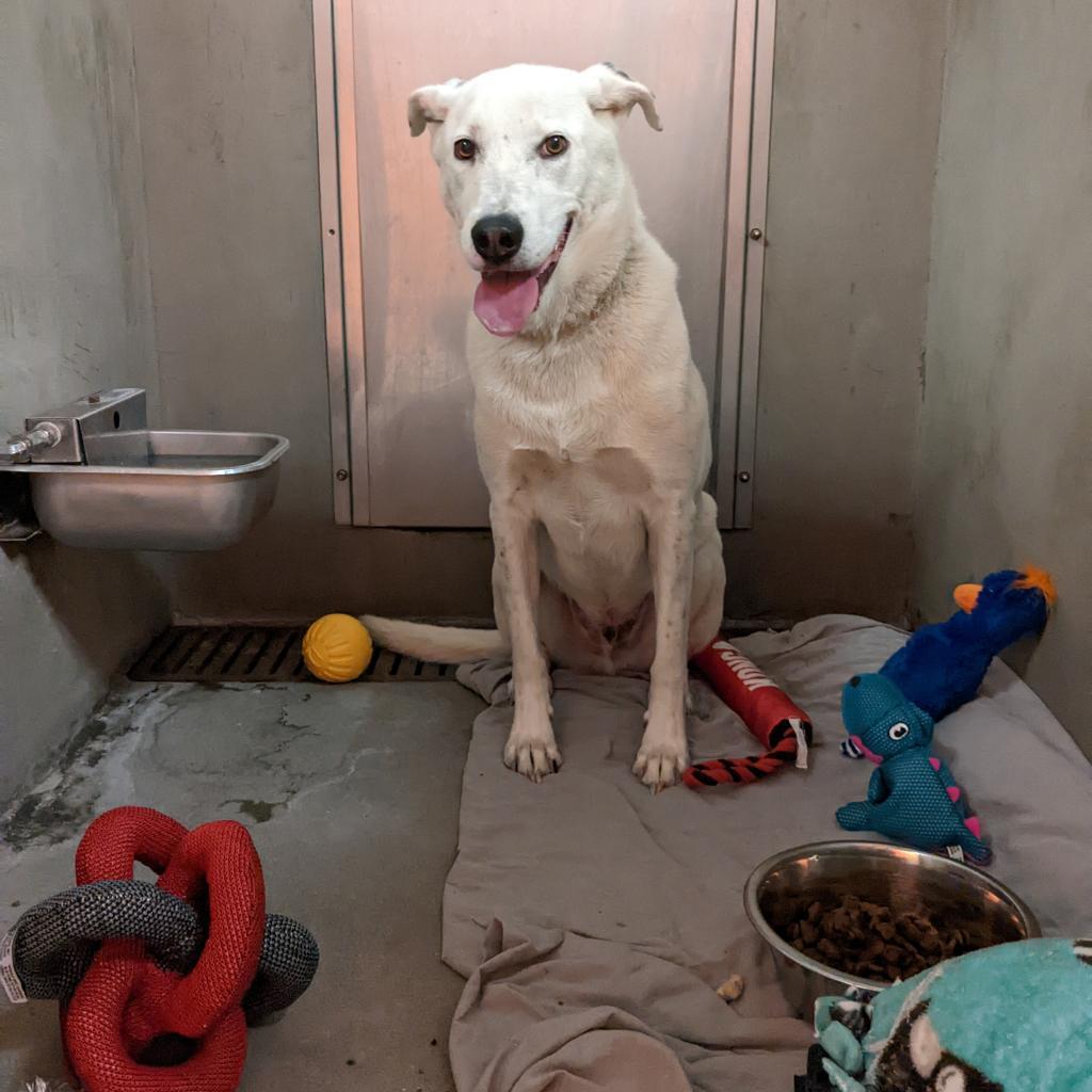 Sinkai, an adoptable Cattle Dog, Great Pyrenees in Kanab, UT, 84741 | Photo Image 3
