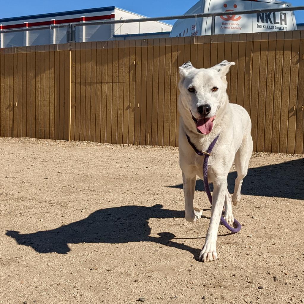 Sinkai, an adoptable Cattle Dog, Great Pyrenees in Kanab, UT, 84741 | Photo Image 5