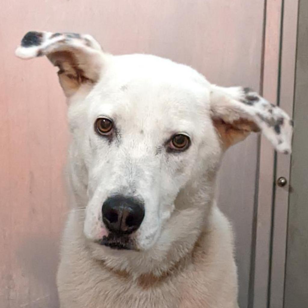Sinkai, an adoptable Cattle Dog, Great Pyrenees in Kanab, UT, 84741 | Photo Image 6