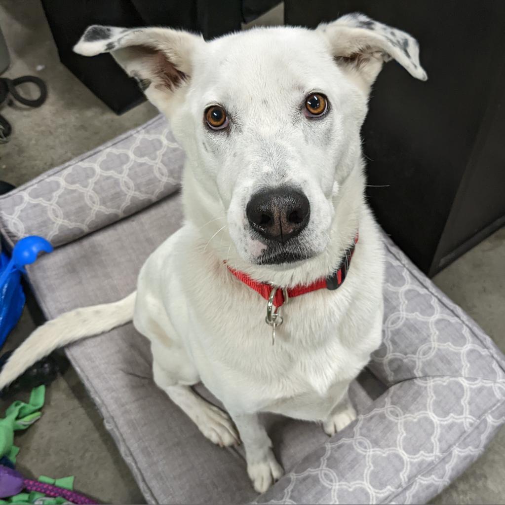 Sinkai, an adoptable Cattle Dog, Great Pyrenees in Kanab, UT, 84741 | Photo Image 6