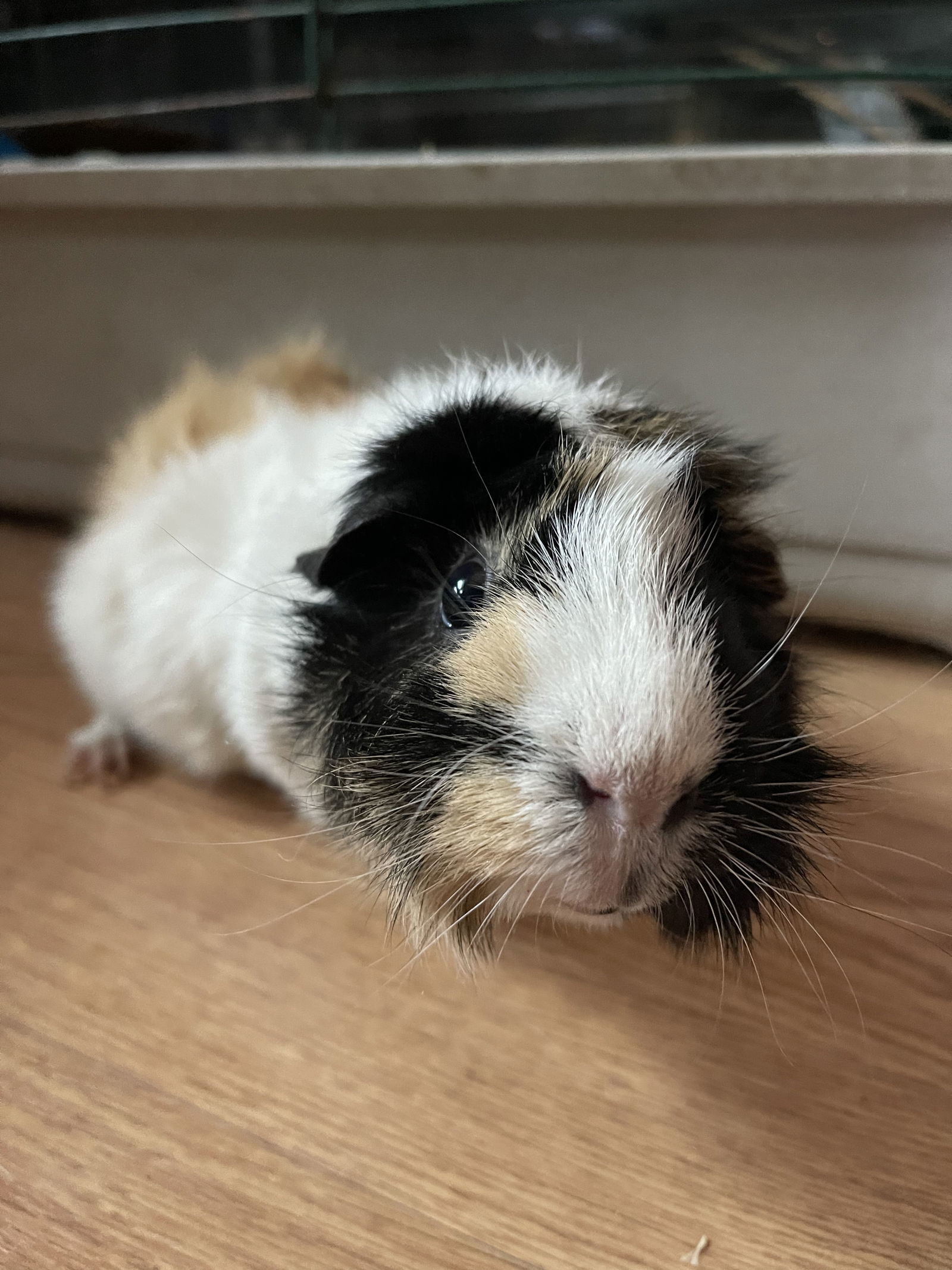 Guinea Pig for adoption Marsh and Mallow GUINEA PIGS, a Guinea Pig in