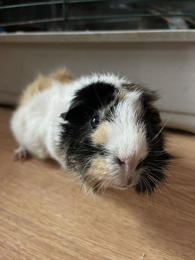 Marsh and Mallow GUINEA PIGS