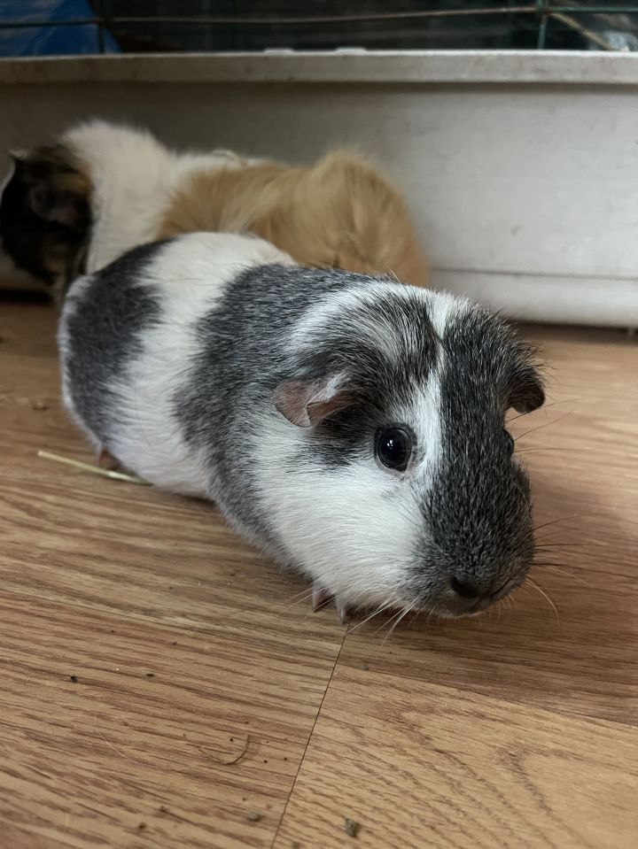 Marsh and Mallow GUINEA PIGS 2