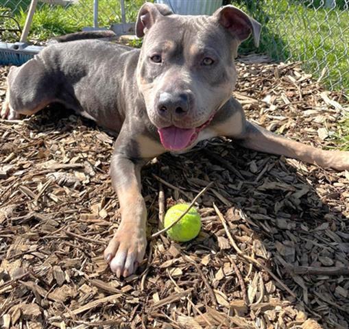 ROCKY, an adoptable Pit Bull Terrier in McKinleyville, CA, 95519 | Photo Image 1