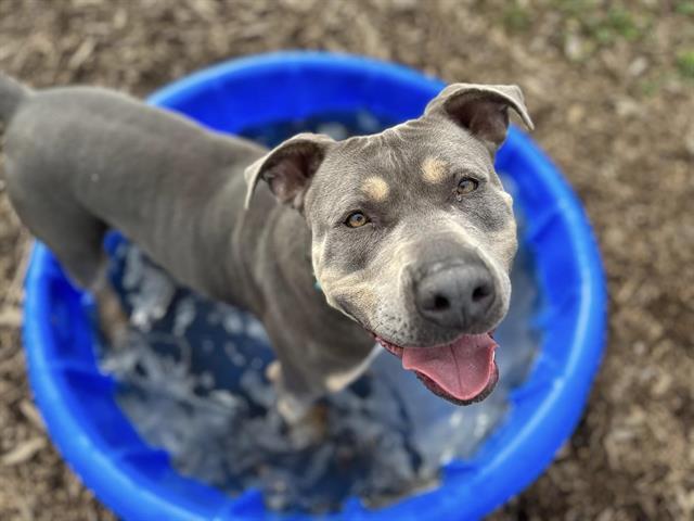 ROCKY, an adoptable Pit Bull Terrier in McKinleyville, CA, 95519 | Photo Image 1