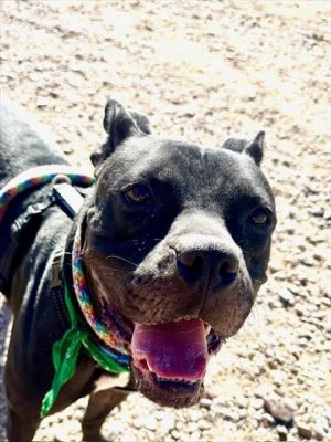 POCCO*, Young Male Boxer
