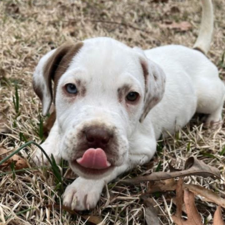 American bulldog rescue store ma