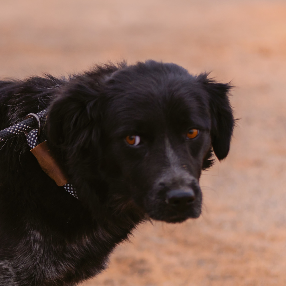 Melinda, an adoptable Border Collie in Page, AZ, 86040 | Photo Image 1