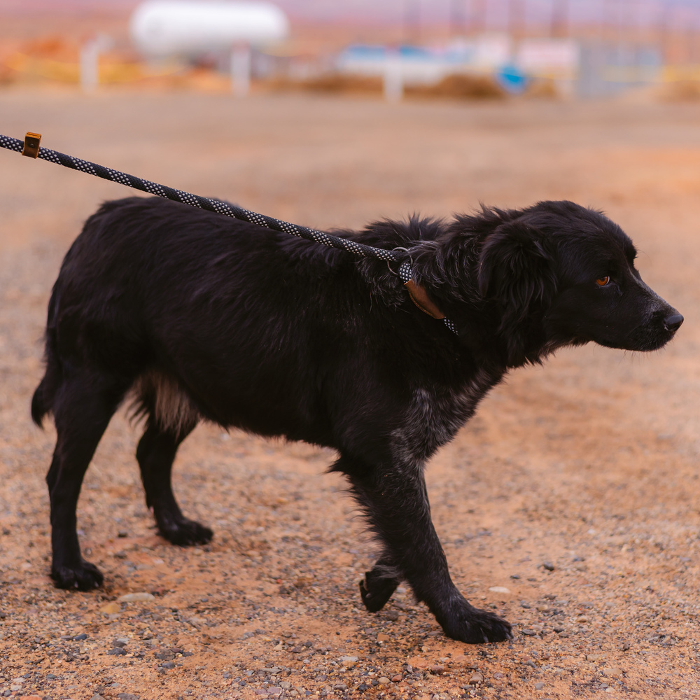 Melinda, an adoptable Border Collie in Page, AZ, 86040 | Photo Image 2