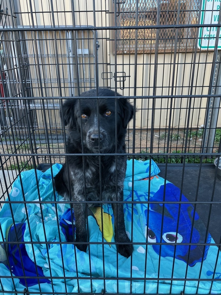 Melinda, an adoptable Border Collie in Page, AZ, 86040 | Photo Image 3