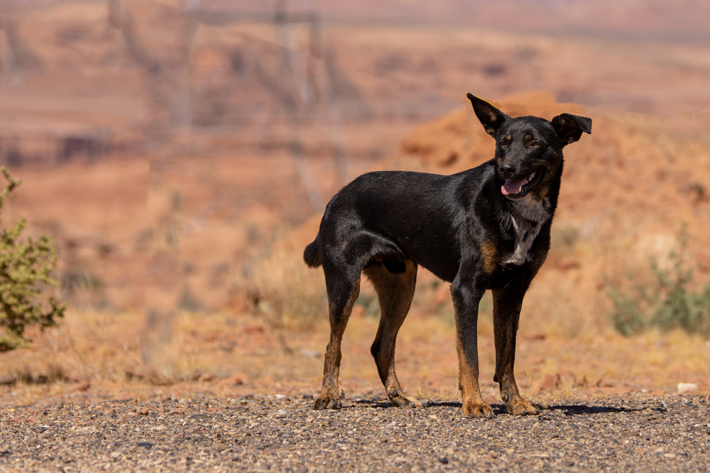 Radar, an adoptable Mixed Breed in Page, AZ, 86040 | Photo Image 1