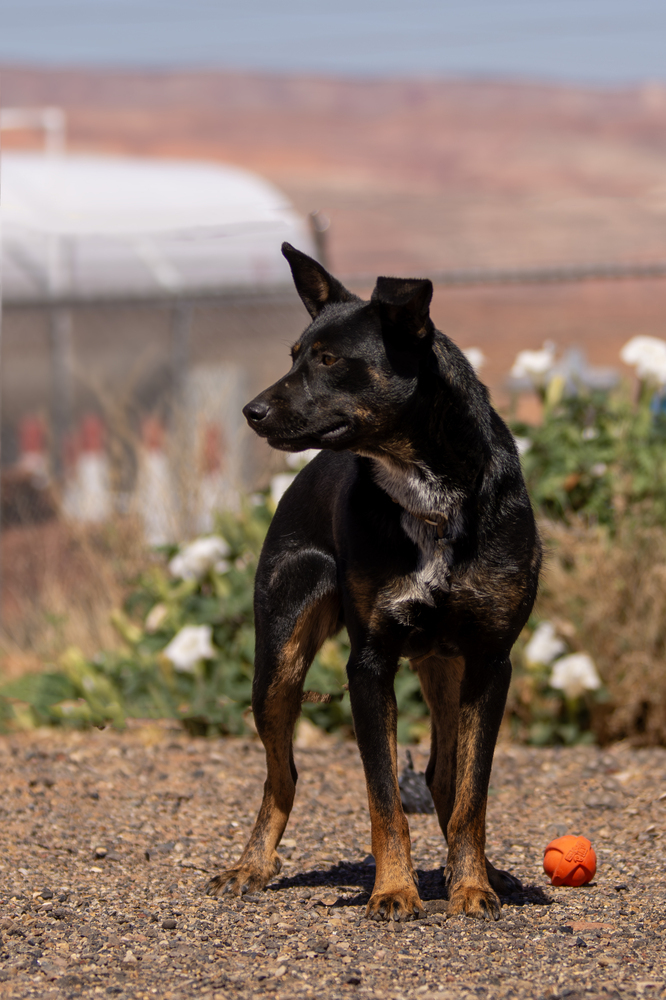 Radar, an adoptable Mixed Breed in Page, AZ, 86040 | Photo Image 2