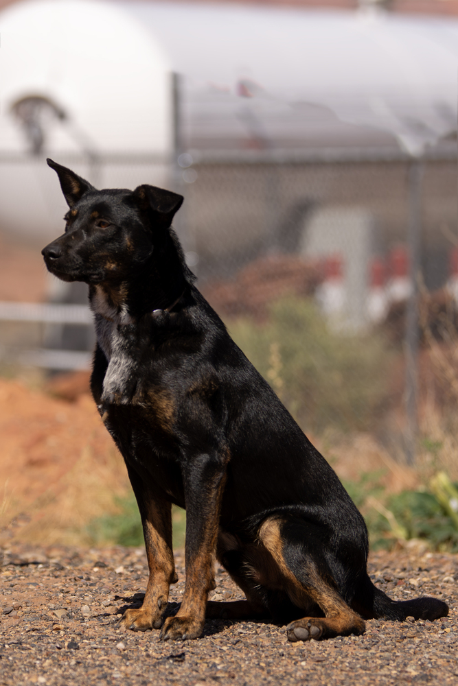 Radar, an adoptable Mixed Breed in Page, AZ, 86040 | Photo Image 3