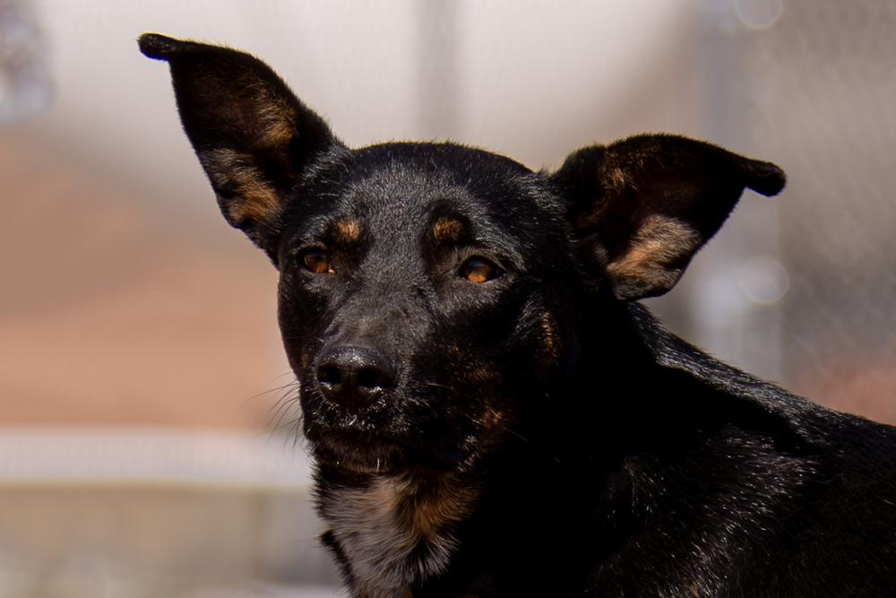 Radar, an adoptable Mixed Breed in Page, AZ, 86040 | Photo Image 4