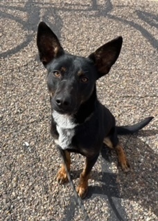 Radar, an adoptable Mixed Breed in Page, AZ, 86040 | Photo Image 5