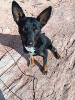 Radar, an adoptable Mixed Breed in Page, AZ, 86040 | Photo Image 6