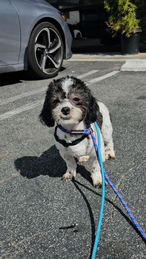 Meet Snuffles Snuffles is a lovable goofball with a penchant for snuggles and silly antics This ch