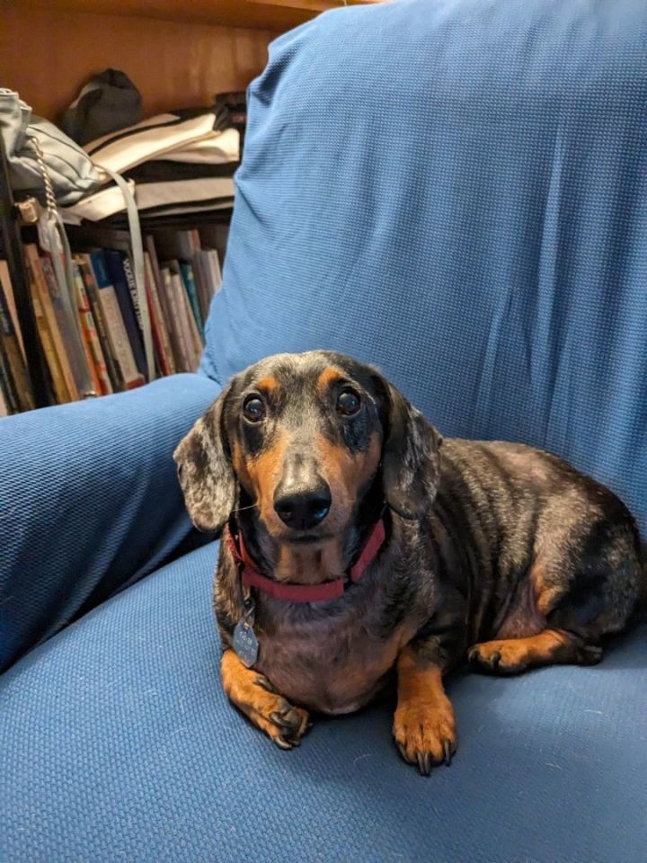 Waltons dachshunds store