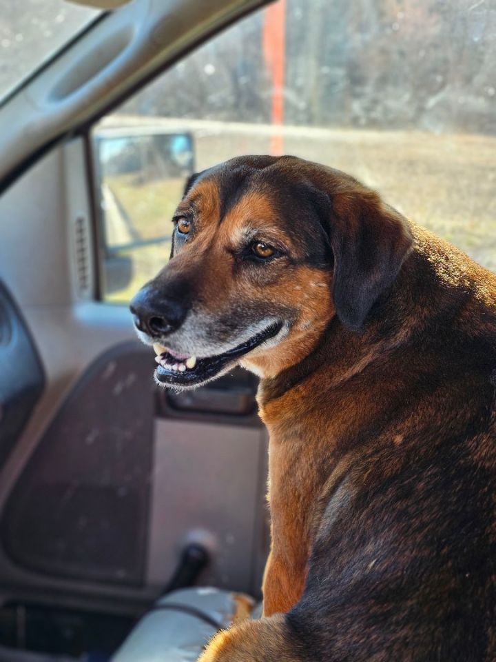 Redbone coonhound clearance rottweiler mix