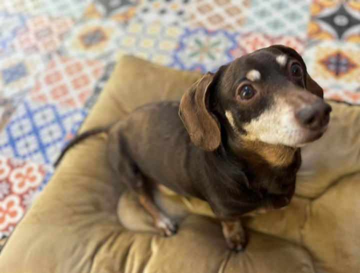 Dog for adoption Buster a Dachshund in Fort Walton Beach FL