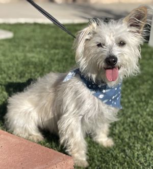 Archie West Highland White Terrier / Westie Dog