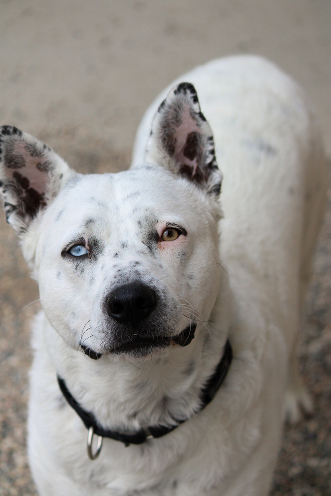 Stormfly, an adoptable Mixed Breed in Bemidji, MN, 56601 | Photo Image 1