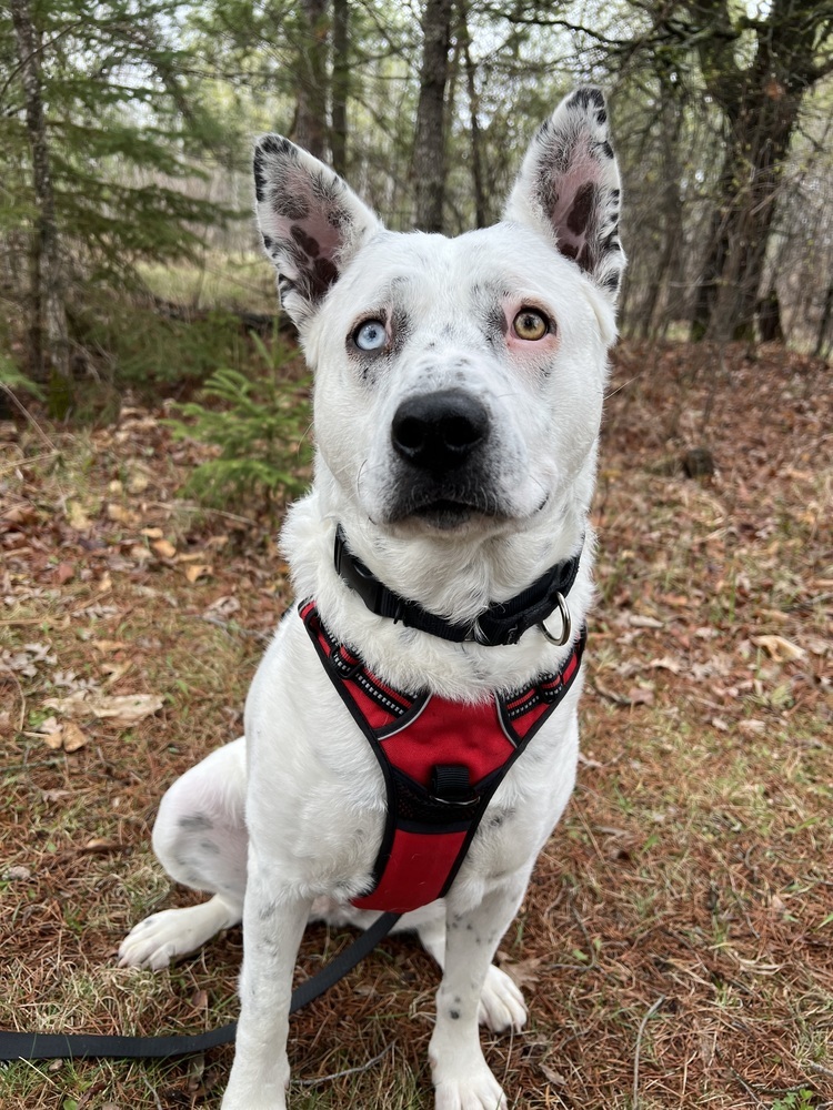 Stormfly, an adoptable Mixed Breed in Bemidji, MN, 56601 | Photo Image 2