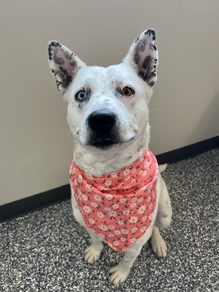 Stormfly, an adoptable Mixed Breed in Bemidji, MN, 56601 | Photo Image 6