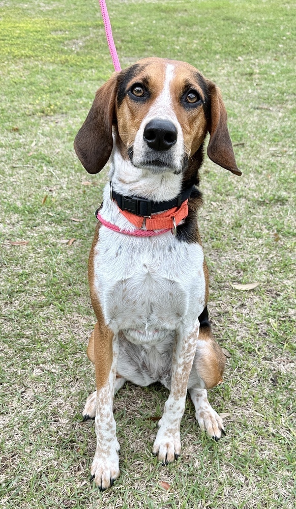 Pepper, an adoptable Foxhound, Hound in Charleston, SC, 29416 | Photo Image 5