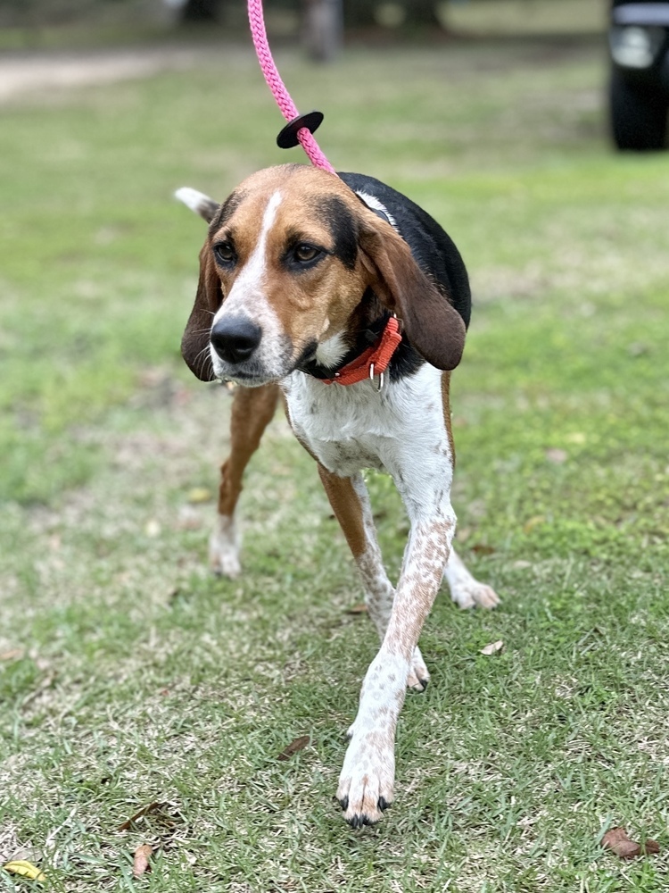 Pepper, an adoptable Foxhound, Hound in Charleston, SC, 29416 | Photo Image 6